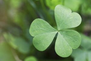 irish shamrock